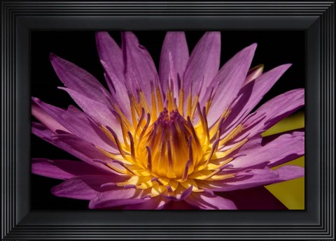 Framed Fairchild Gardens Lily Print