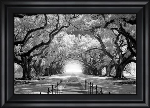 Framed Oak Alley inf CHECK!!!!! Print