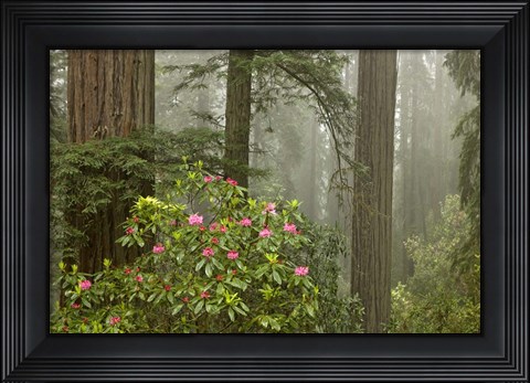 Framed Redwood Fog Rhododendrons Print