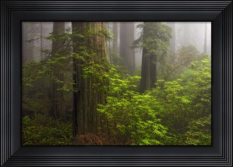 Framed Redwoods Fog Print