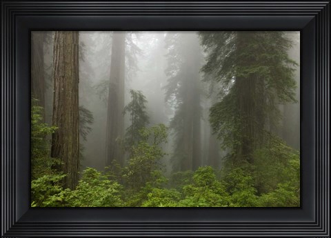 Framed Redwoods NP Fog Print