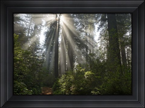 Framed Redwoods NP Ladybird Johnson Lightbeam Print