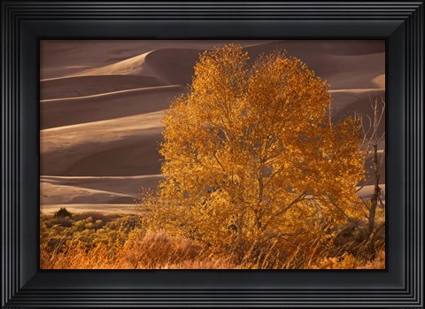 Framed Sand Dunes NP Print