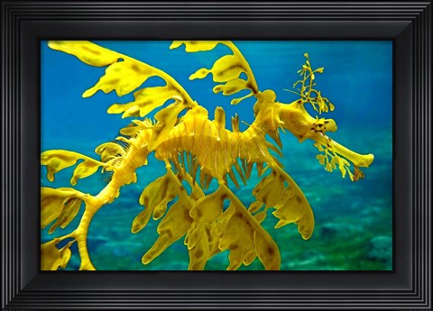 Framed Sea Dragon Print