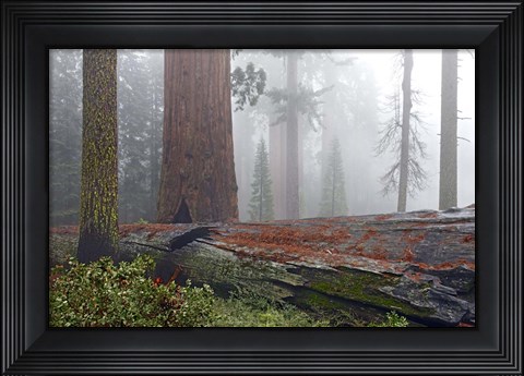 Framed Sequoia Fallen Giant Print