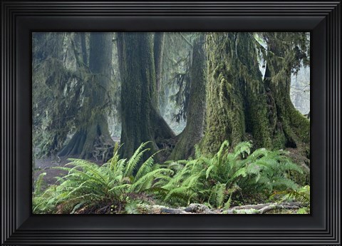 Framed Washington Olympic NP Foggy Ferns Print