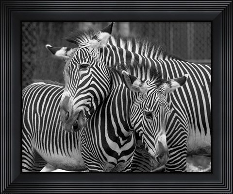 Framed Zebras Print