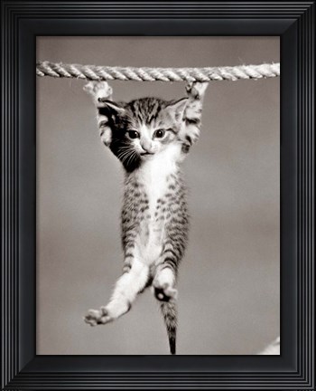 Framed 1950s Little Kitten Hanging From Rope Print