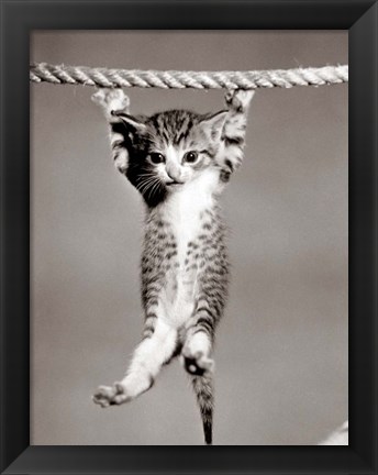 Framed 1950s Little Kitten Hanging From Rope Print