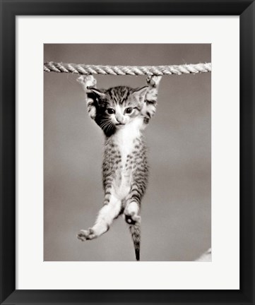 Framed 1950s Little Kitten Hanging From Rope Print