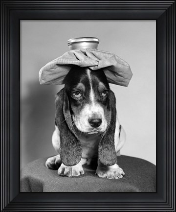 Framed Bassett Hound Dog With Ice Pack On Head Print