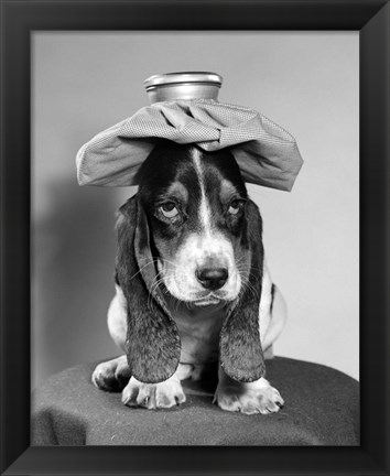 Framed Bassett Hound Dog With Ice Pack On Head Print