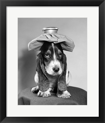 Framed Bassett Hound Dog With Ice Pack On Head Print