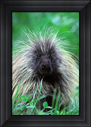 Framed North American Porcupine Erethizon Dorsatum Print