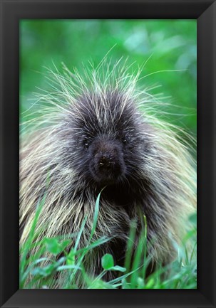 Framed North American Porcupine Erethizon Dorsatum Print