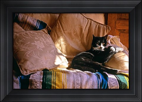 Framed Tuxedo Cat Sitting On Sofa Print