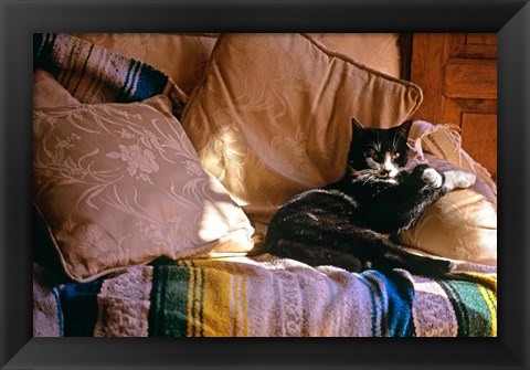 Framed Tuxedo Cat Sitting On Sofa Print