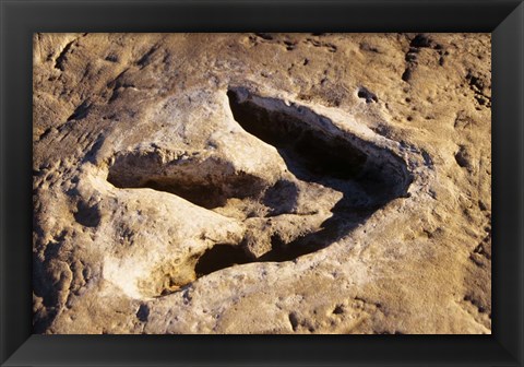 Framed 1990S Dinosaur Track Glen Rose Tx Print