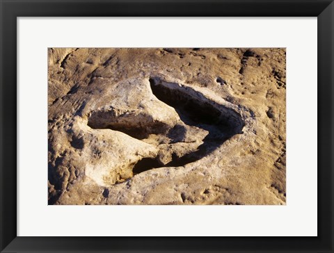 Framed 1990S Dinosaur Track Glen Rose Tx Print