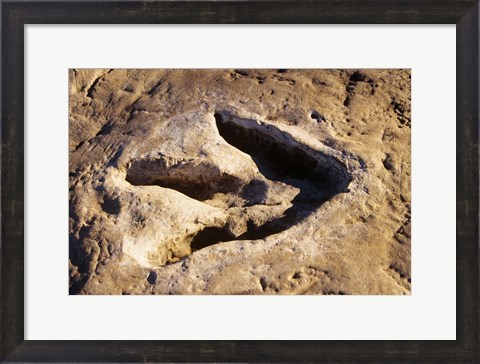 Framed 1990S Dinosaur Track Glen Rose Tx Print