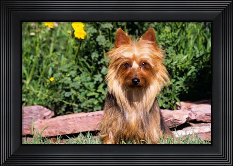 Framed Australian Terrier In Front Of Flowers Print