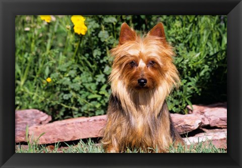 Framed Australian Terrier In Front Of Flowers Print