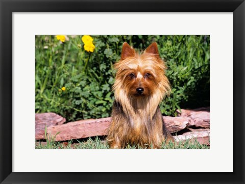 Framed Australian Terrier In Front Of Flowers Print