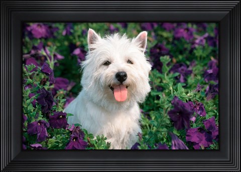 Framed West Highland Terrier Sitting In Petunias Print