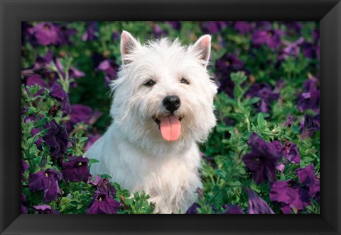 Framed West Highland Terrier Sitting In Petunias Print