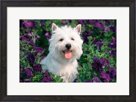 Framed West Highland Terrier Sitting In Petunias Print