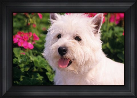 Framed West Highland Terrier Head Shot Print