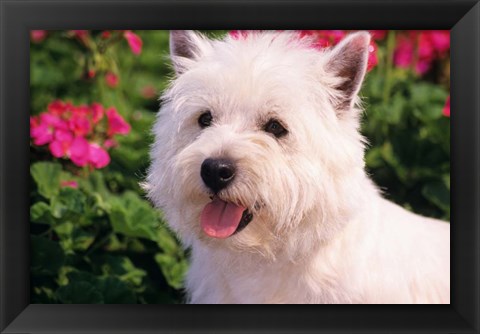 Framed West Highland Terrier Head Shot Print