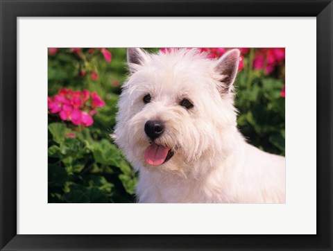 Framed West Highland Terrier Head Shot Print