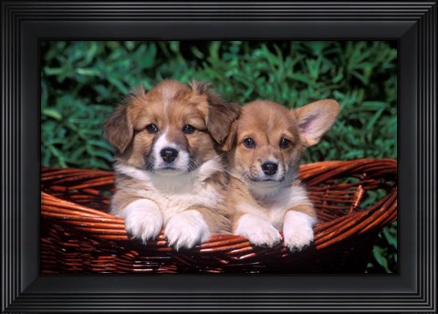 Framed Two Welsh Corgi Puppies In Basket Print