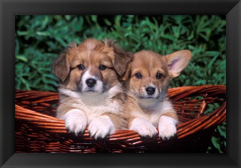 Framed Two Welsh Corgi Puppies In Basket Print