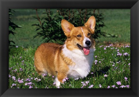 Framed Welsh Pembroke Corgi Sitting In Grass Print