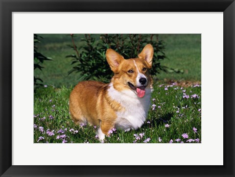 Framed Welsh Pembroke Corgi Sitting In Grass Print