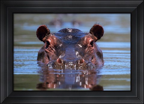 Framed Hippopotamus Amphibius Peering Out From Water Print