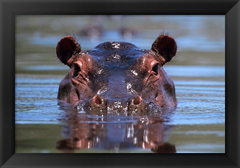 Framed Hippopotamus Amphibius Peering Out From Water Print