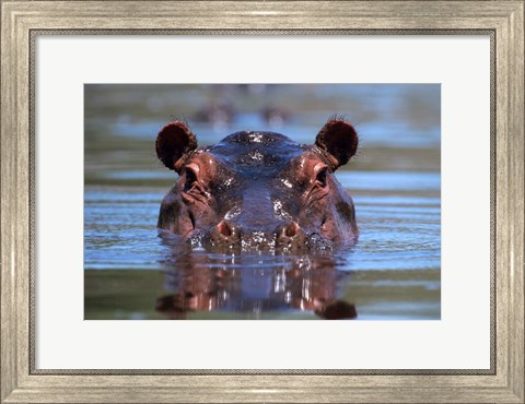 Framed Hippopotamus Amphibius Peering Out From Water Print