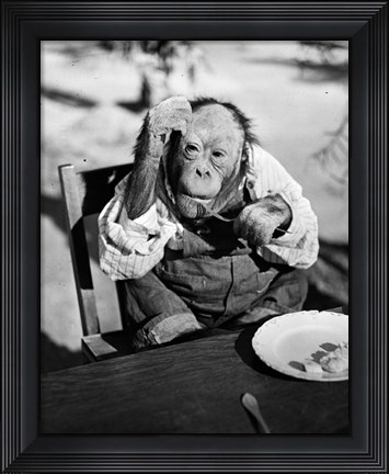 Framed 1930s Very Old Chimpanzee Print