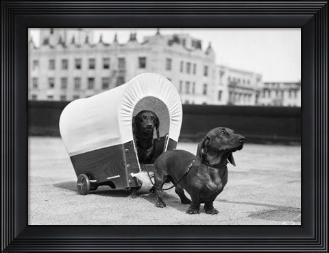 Framed 1930s Two Dachshund Dogs Print