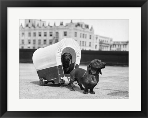 Framed 1930s Two Dachshund Dogs Print