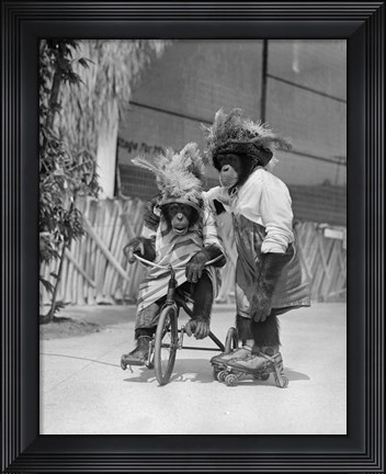 Framed 1930s Two Chimpanzees Monkeys Print