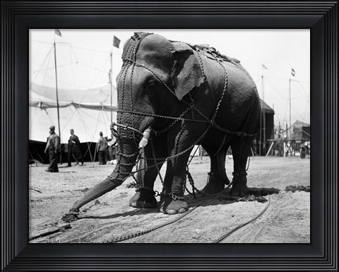 Framed 1930s Circus Elephant Draped In Chains Print