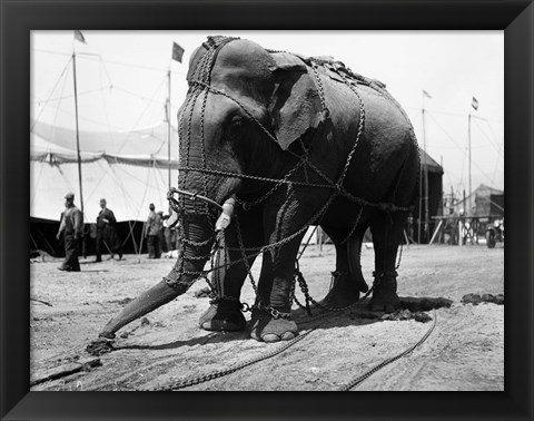 Framed 1930s Circus Elephant Draped In Chains Print