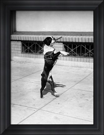 Framed 1930s Boston Terrier Performing Print