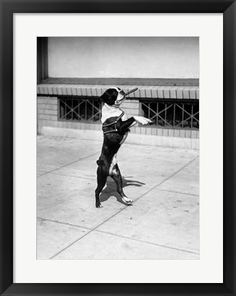 Framed 1930s Boston Terrier Performing Print