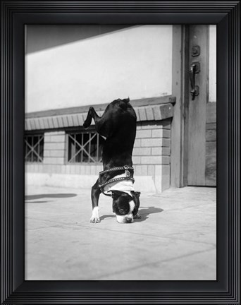 Framed 1930s Boston Terrier Performing Trick Print