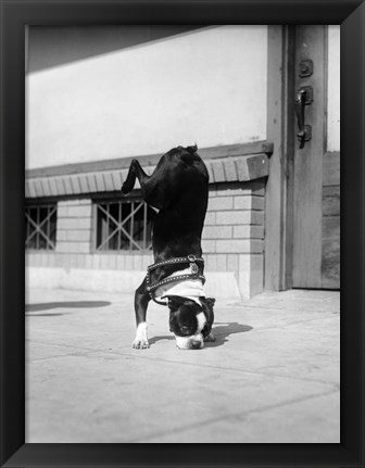 Framed 1930s Boston Terrier Performing Trick Print